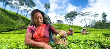 17 Day Sri Lanka & Maldives Tour
